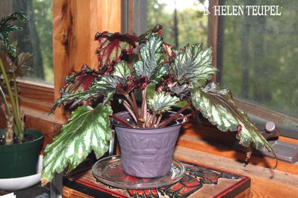 B. ‘Helen Teupel’
